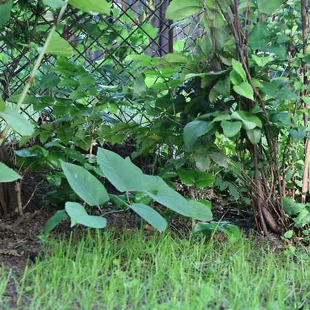 Evelin Nyaralohaz بيت للعطل شيوفوك