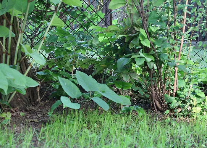 Evelin Nyaralohaz Holiday home Siofok